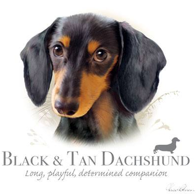 Black and Tan Dachshund tshirt - TshirtNow.net - 2