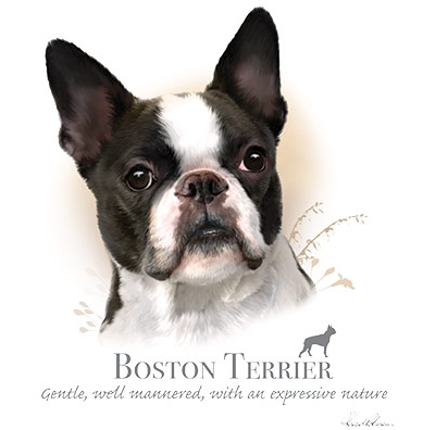 Boston Terrier Tshirt - TshirtNow.net - 1