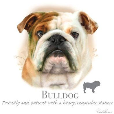 Bulldog Tshirt - TshirtNow.net - 2