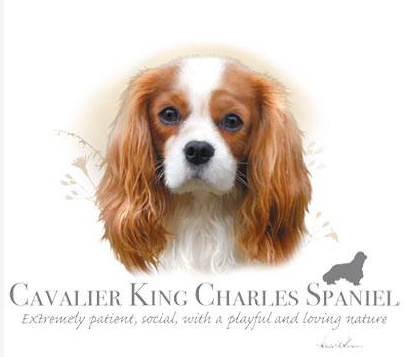Cavalier King Charles Spaniel Tshirt - TshirtNow.net - 2