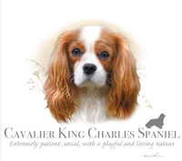 Thumbnail for Cavalier King Charles Spaniel Tshirt - TshirtNow.net - 2