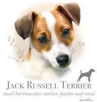 Thumbnail for Jack Russell Terrier Tshirt - TshirtNow.net - 2