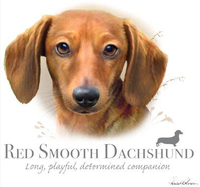 Thumbnail for Red Smooth Dachshund Tshirt - TshirtNow.net - 2