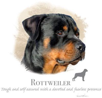 Thumbnail for Rottweiler Tshirt - TshirtNow.net - 2