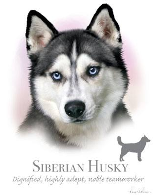 Siberian Husky Tshirt - TshirtNow.net - 2
