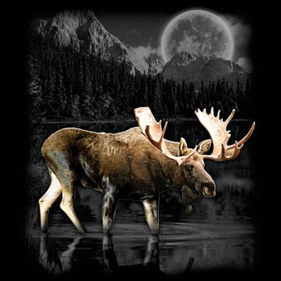Moose Wilderness tshirt - TshirtNow.net - 2
