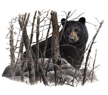 Black Bear Wildlife tshirt - TshirtNow.net - 2