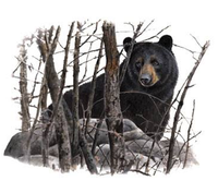 Thumbnail for Black Bear Wildlife tshirt - TshirtNow.net - 2