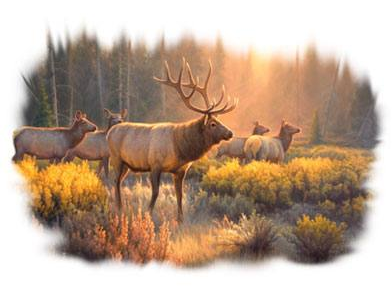 Morning Glory Elk Wildlife Tshirt - TshirtNow.net - 2