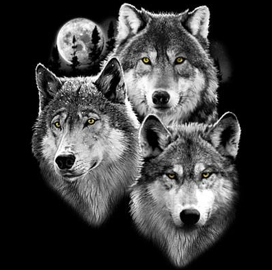 Three Wolves Portrait Tshirt - TshirtNow.net - 2