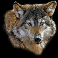 Thumbnail for Wild Wolf Tshirt - TshirtNow.net - 2