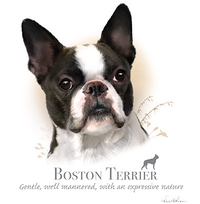 Thumbnail for Boston Terrier Tshirt - TshirtNow.net - 1