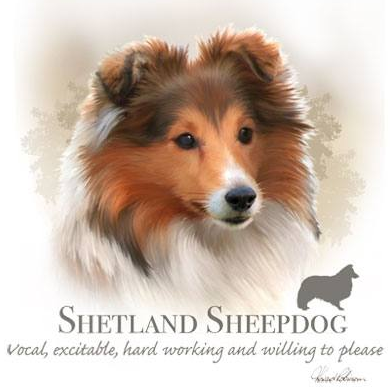 Shetland Sheepdog Tshirt - TshirtNow.net - 2
