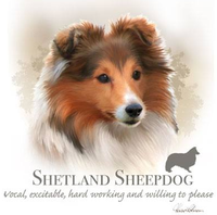 Thumbnail for Shetland Sheepdog Tshirt - TshirtNow.net - 2