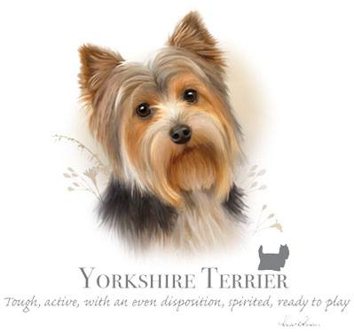 Yorkshire Terrier Tshirt - TshirtNow.net - 2