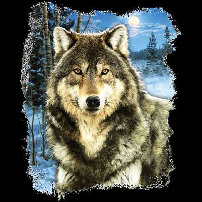 Winter Wolf Tshirt - TshirtNow.net - 2