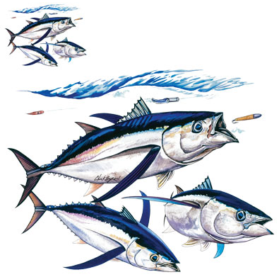 Albacore Tuna Fish Tshirt - TshirtNow.net - 2