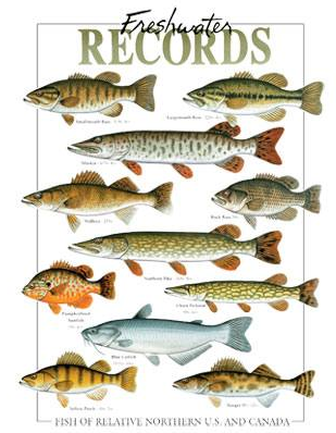 Freshwater Records Fish Tshirt - TshirtNow.net - 2