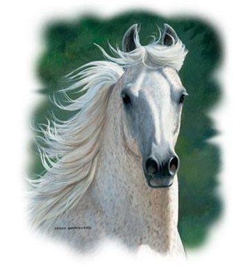 Weczenoo Arabian Horse Tshirt - TshirtNow.net - 2