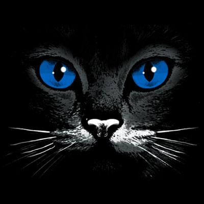 Blue Eyes Black Cat Tshirt - TshirtNow.net - 2