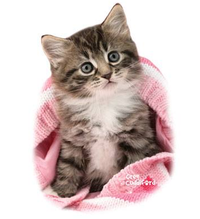 Thumbnail for Pink Blanket Kitten Tshirt - TshirtNow.net - 2